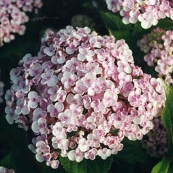 Hortensia lila